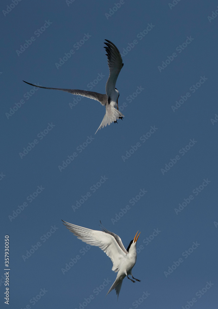 Obraz premium Lesser Crested Tern territory fight at Busaiteen coast, Bahrain