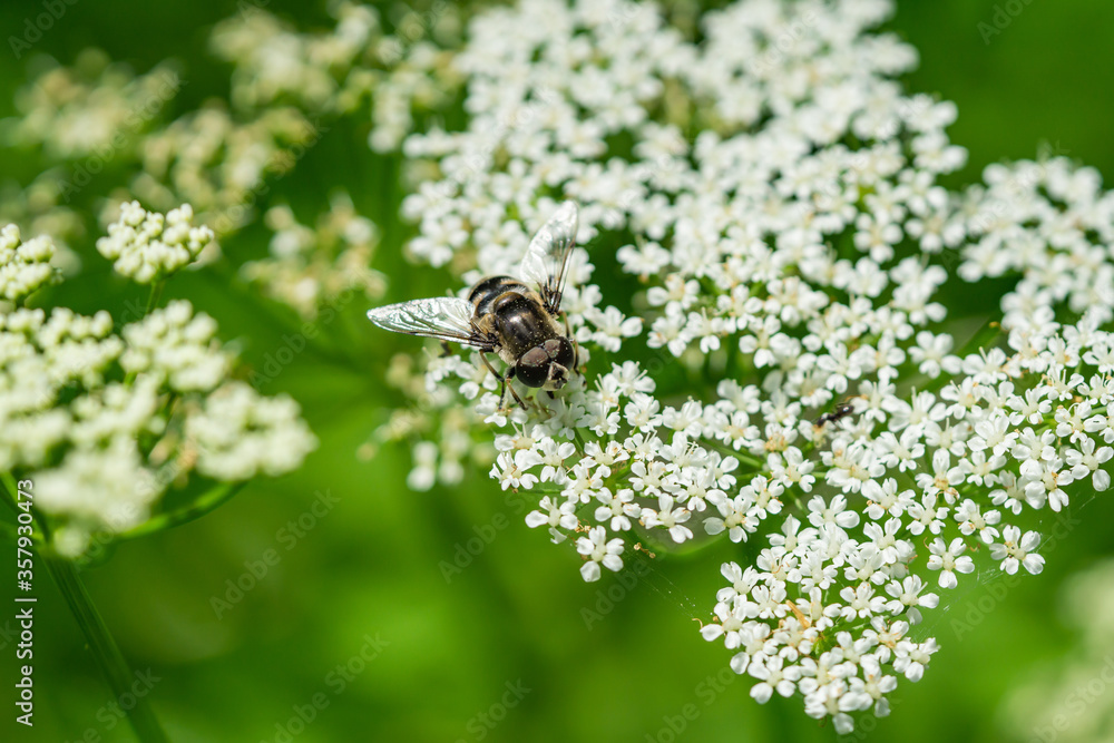 Black Shouldered Drone Fly on Ground Elder Flowers Black Shouldered Drone Fly on Ground Elder Flowers