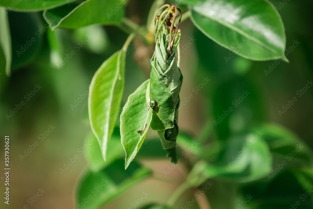 Weevil beetle weaves eggs from a pear leaf Weevil beetle weaves eggs from a pear leaf