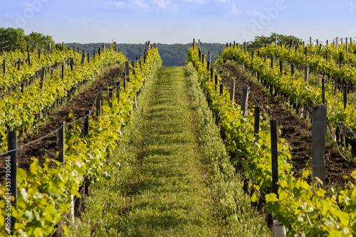 Vue d'un vignoble en été à Chinon en Indre et Loire. Vigne de Touraine