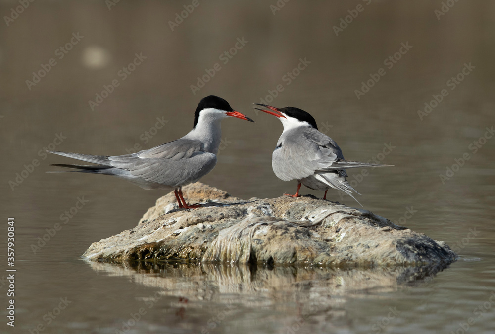 A pair of White-cheeked Terns at Asker marsh, Bahrain A pair of White-cheeked Terns at Asker marsh, Bahrain