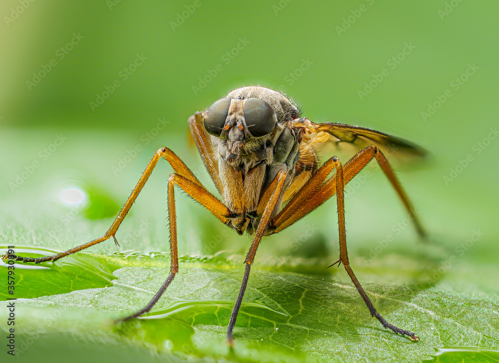 Fototapeta premium Eine gemeine Schnepfenfliege als Frontaufnahme mit eindrucksvollen Augen auf einem Blatt mit Wassertropfen