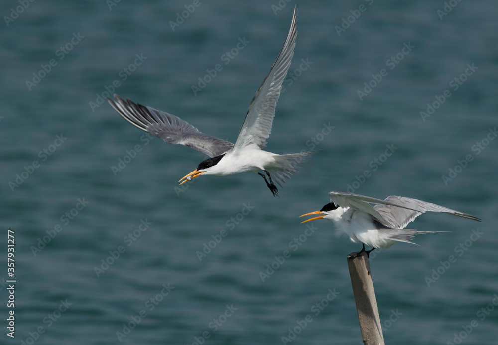 Lesser Crested Tern trying to feed his mate at Busaiteen coast, Bahrain Lesser Crested Tern trying to feed his mate at Busaiteen coast, Bahrain