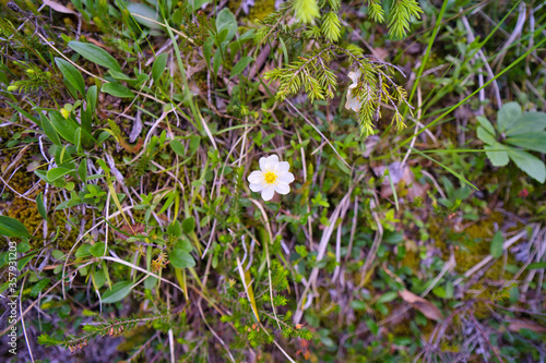 Bergblume