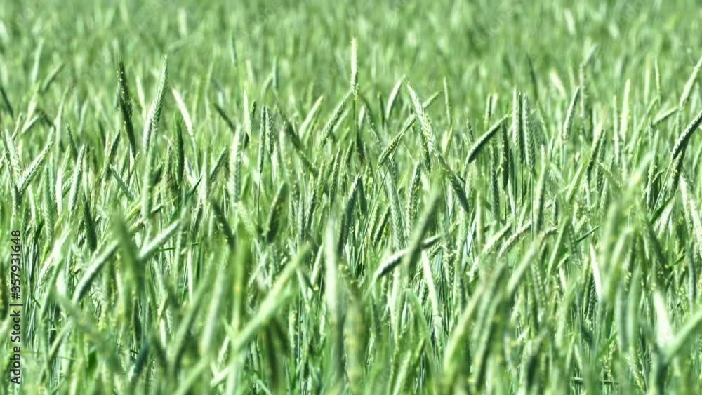 green ears of wheat swaying in the wind green ears of wheat swaying in the wind