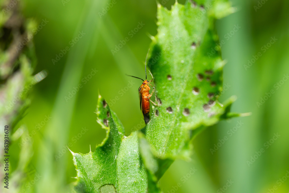 Four Lined Plant Bug in Springtime Four Lined Plant Bug in Springtime
