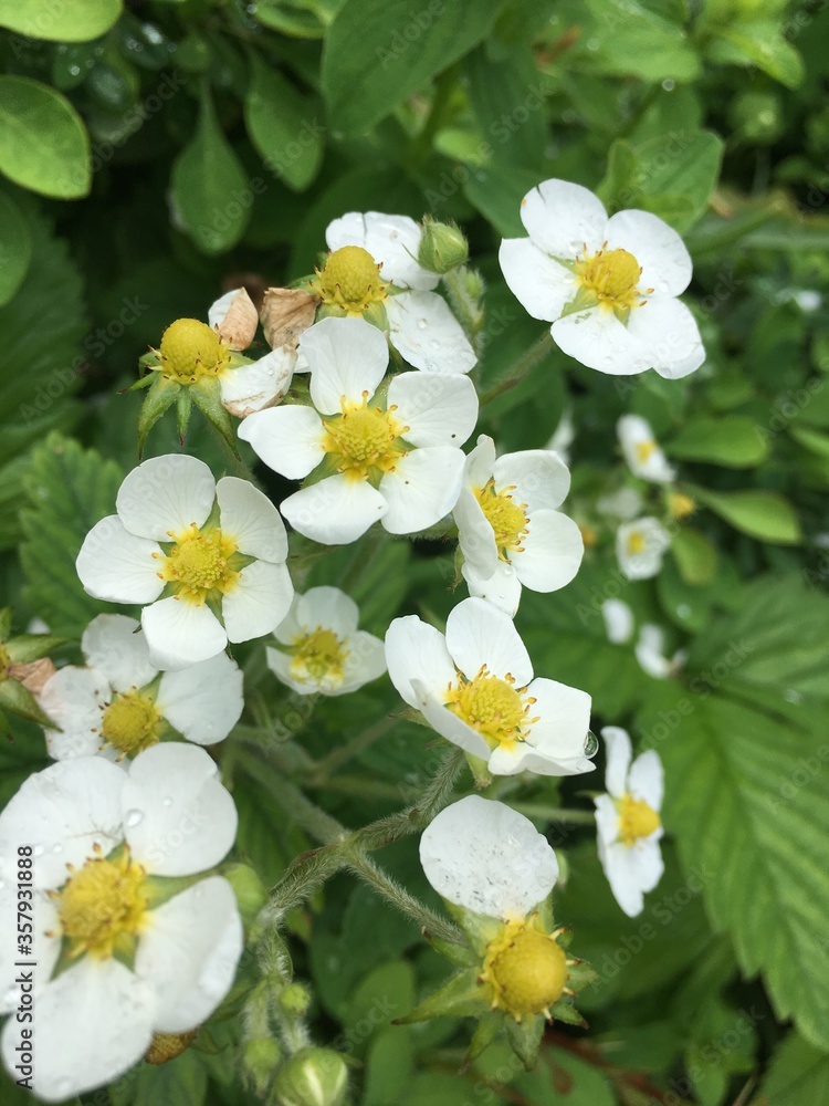 Obraz premium white flowers in the garden