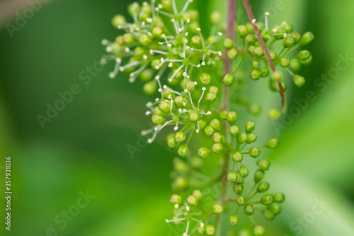 Grape Flowers in Bloom in Springtime