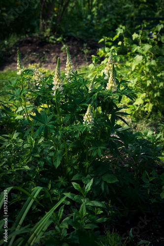 flowers of white lupins in the garden