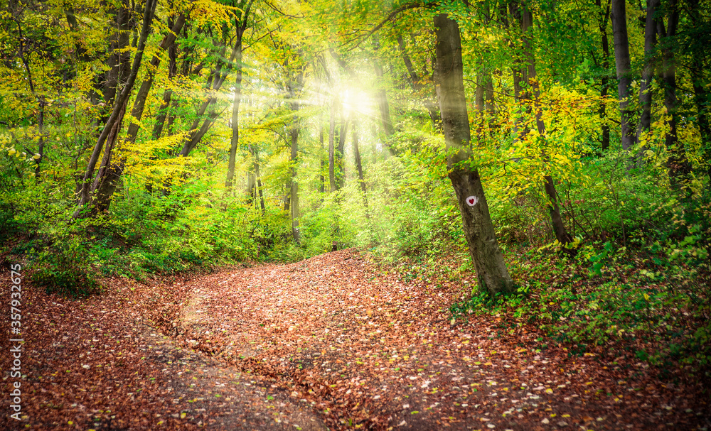 Obraz premium Hiking path through the deciduous forest with sunrays