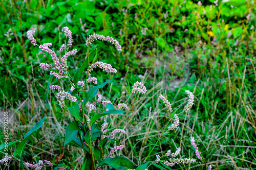 Beautiful branch with pink flowers. Persicaria or polygonum hydropiper on green blurred background photo