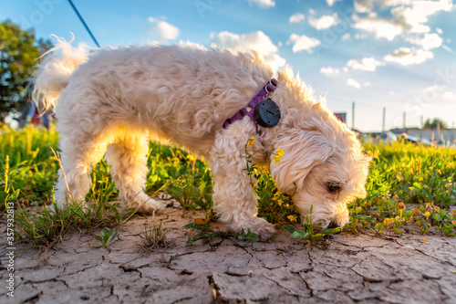 Low angle cute Maltese dog with collar smells grass on dried earth soil while on evening walk. Golden hour light and lovely summer sky with white clouds. Shallow depth of field