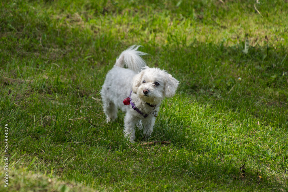 Small white cute Maltese dog standing on meadow grass on bright summer day looking away
