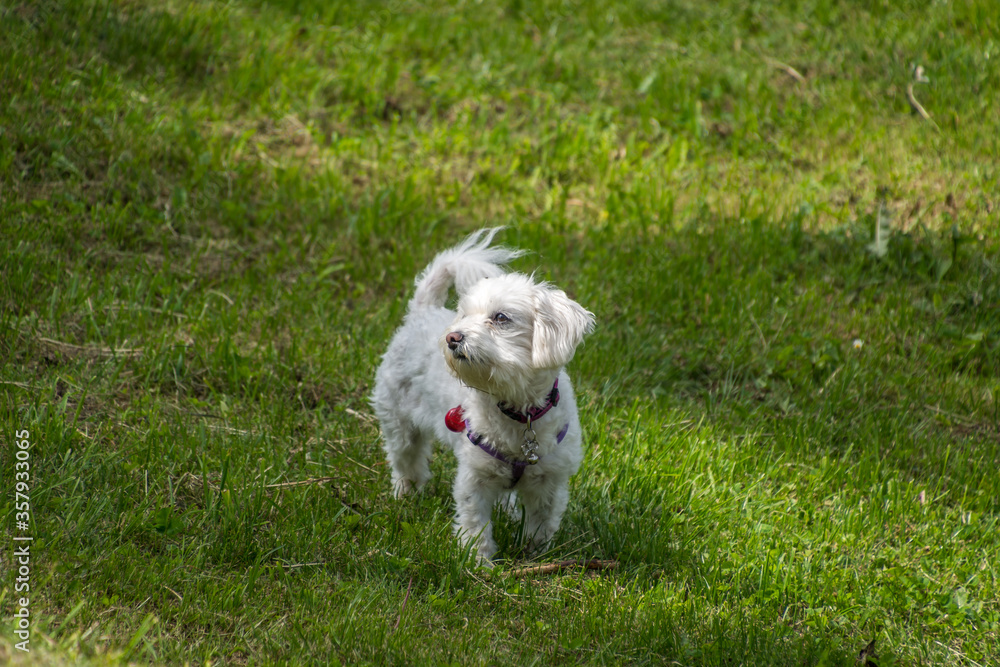Small white cute Maltese dog standing on meadow grass on bright summer day looking away Small white cute Maltese dog standing on meadow grass on bright summer day looking away