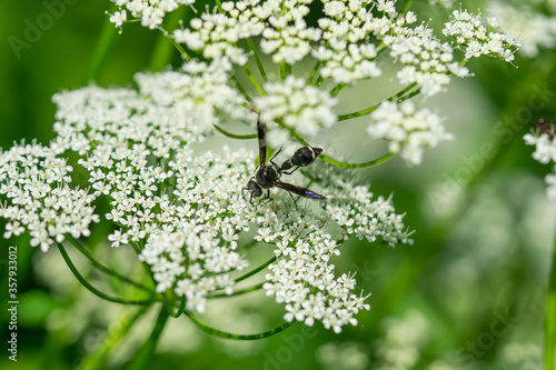 Potter Wasp on Ground Elder Flowers photo