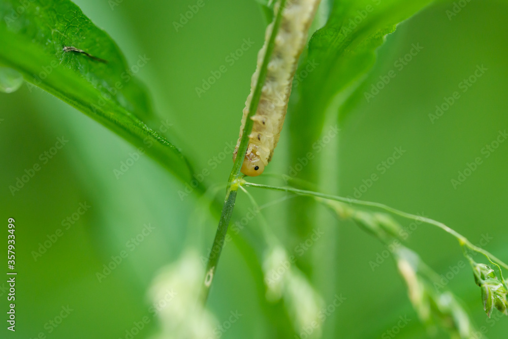 Sawfly Larva in Springtime Sawfly Larva in Springtime