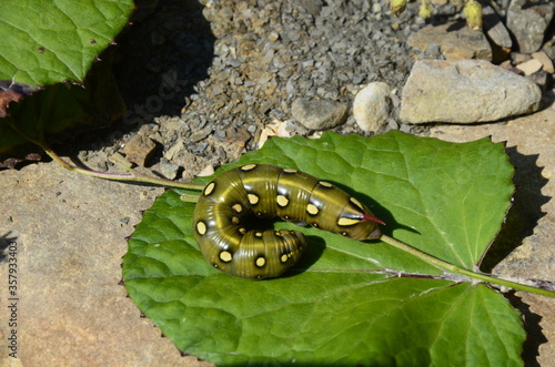 Low angle side view of spurge hawk-moth caterpillar (Hyles euphorbiae) photo