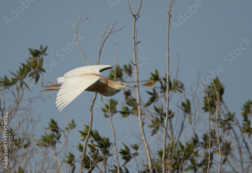 Squacco Heron takeoff at Buhair lake, Bahrain photo