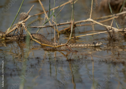Rat snake swimming in Buhair lake of Bahrain