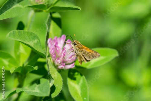 Foto Tawny Edged Skipper Feeding on Red Clover Flowers