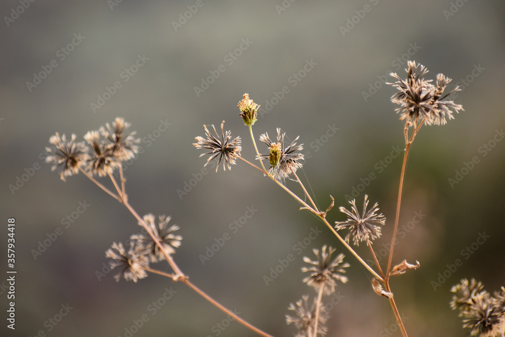 close up of a willow branch