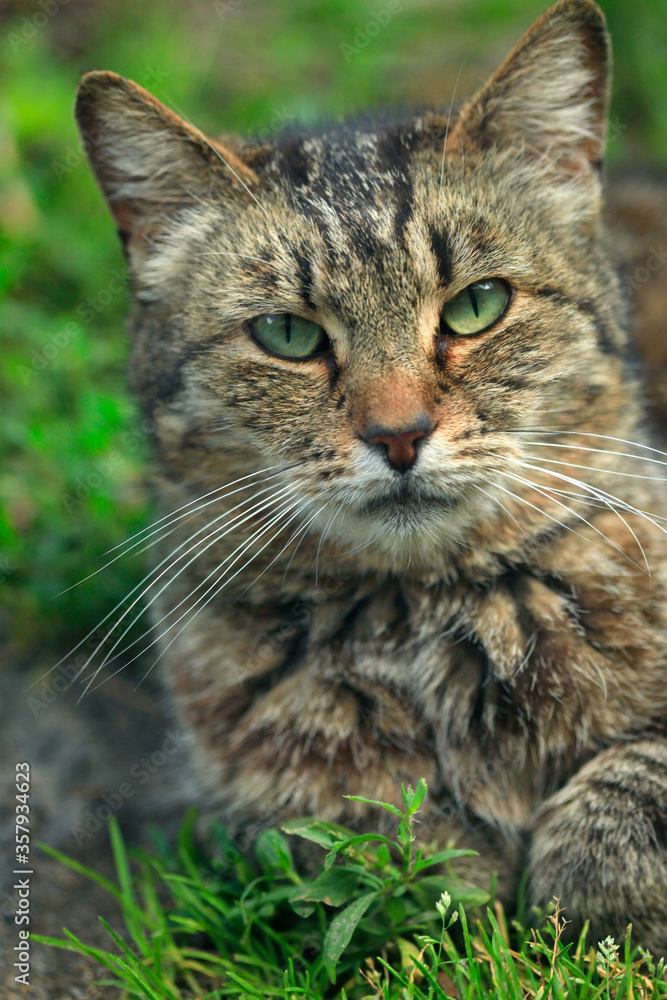 Portrait of wild fluffy cat