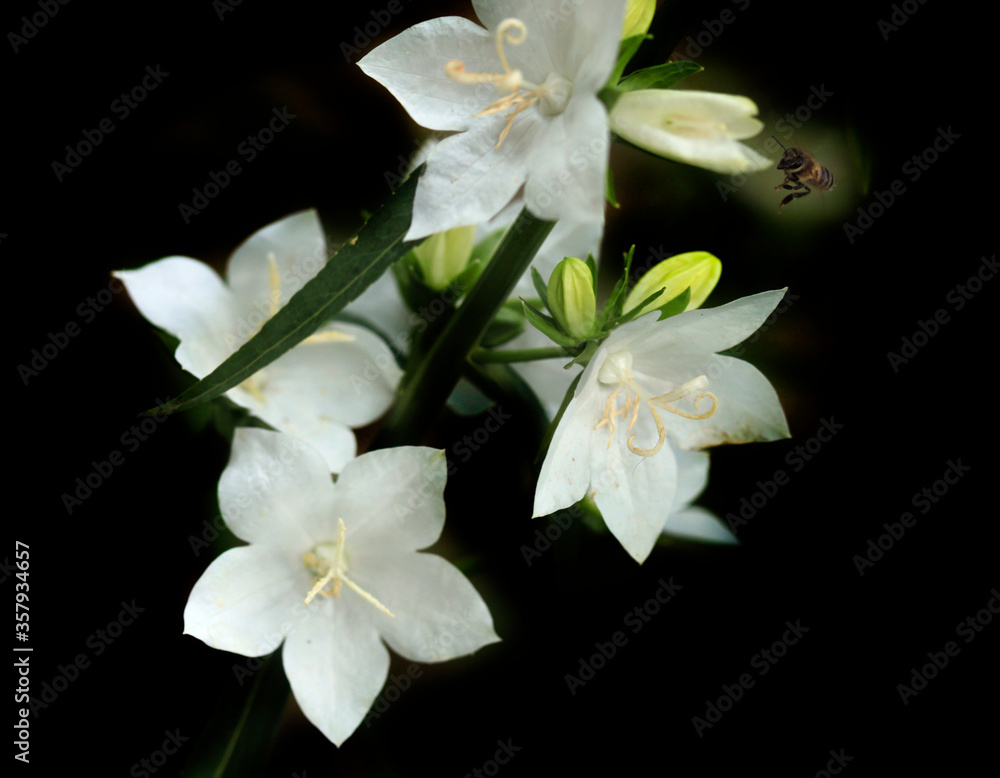 Obraz premium White flowes on black background