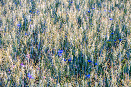 Kornblumen im Getreidefeld photo