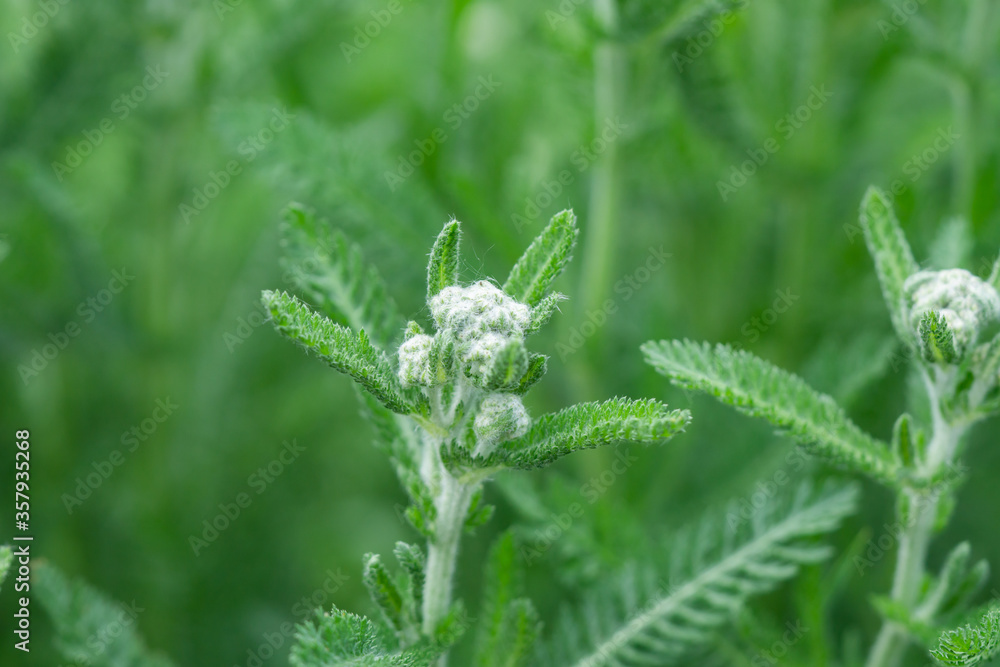 Yarrow Flower Buds in Springtime Yarrow Flower Buds in Springtime