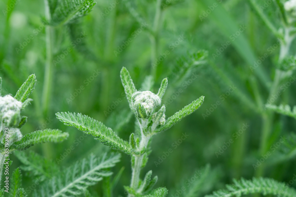 Yarrow Flower Buds in Springtime Yarrow Flower Buds in Springtime
