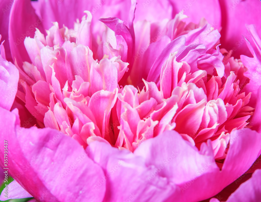  Pink petals of peony flower close-up