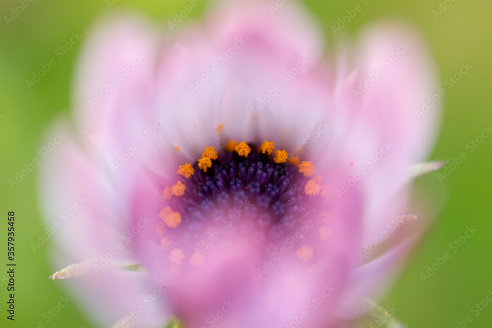 Beautiful colorful macro photography Beautiful colorful macro photography