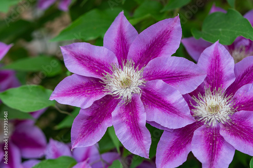 Clematis Flowers in Bloom in Springtime
