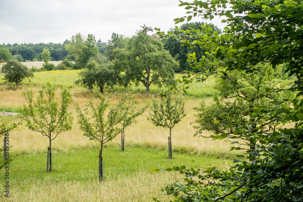 Obraz premium Baumgrundstück mit Obstbäumen im Frühjahr