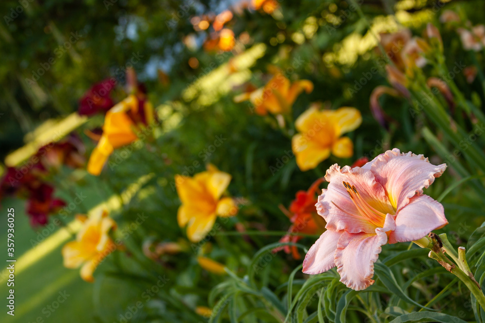 lily field