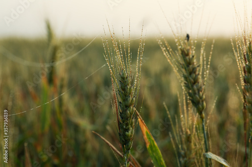 Barley field with dew. Beautiful summer morning. Summer nature © Atlas