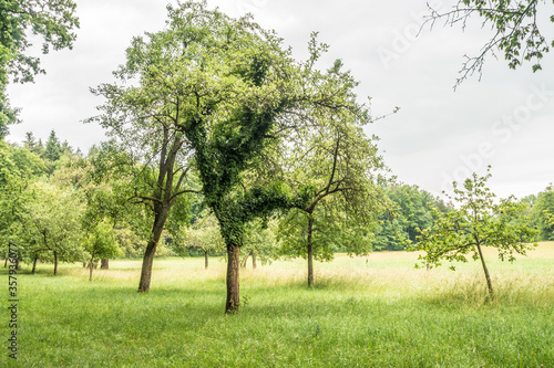 Baumgrundstück mit Obstbäumen im Frühjahr