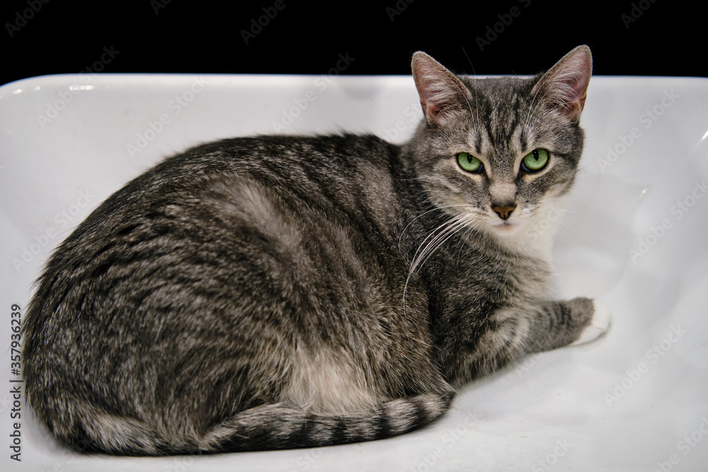 Funny cat with green eyes sits in the sink, close-up