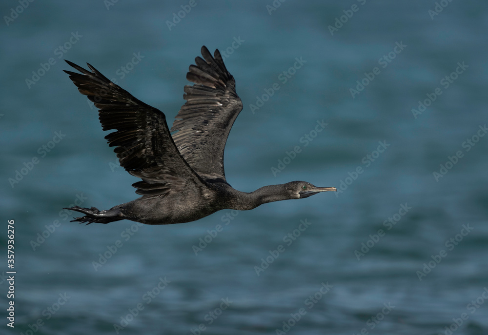 Socotra cormorant flying at Busaiteen coast with beautiful blur background, Bahrain Socotra cormorant flying at Busaiteen coast with beautiful blur background, Bahrain