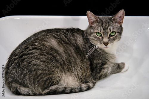 Funny cat with green eyes sits in the sink, close-up