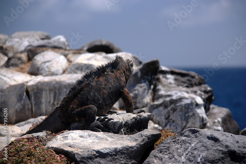 Marine iguana looking out on ocean