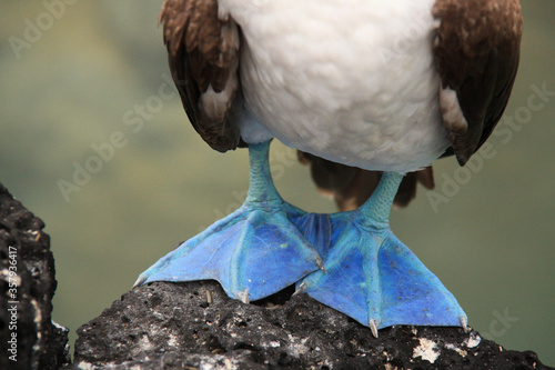 Fotografija blue footed booby bird standing on rock