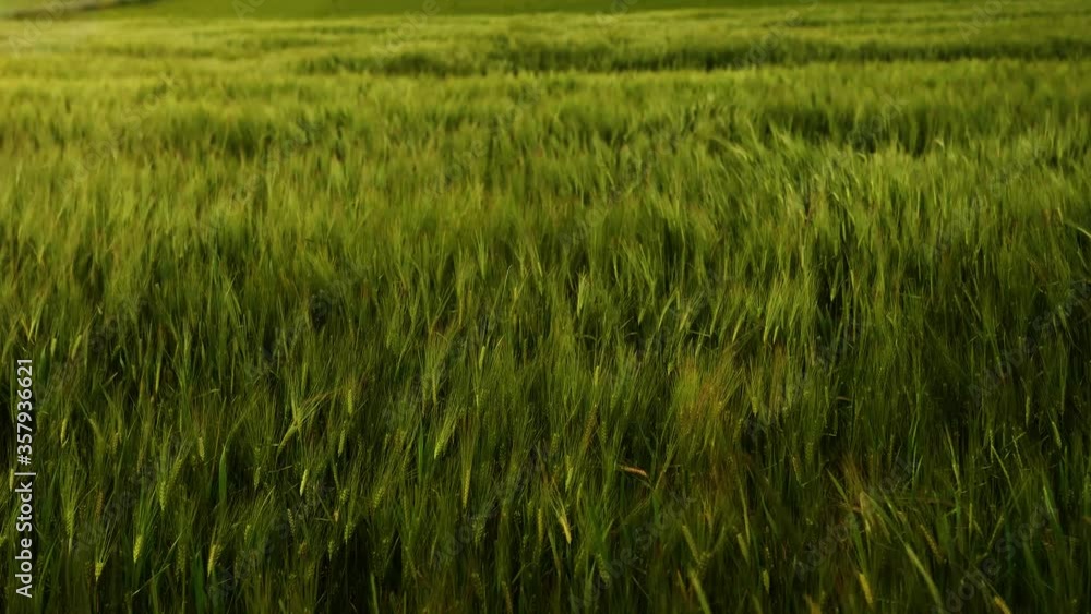 Close up of Lush Green Wheat Field Swaying at Dawn under the Soft Sunshine. Light Summer Breeze Waving the Ripening Wheat Field. Close up of Lush Green Wheat Field Swaying at Dawn under the Soft Sunshine. Light Summer Breeze Waving the Ripening Wheat Field.