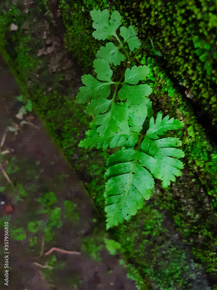 Fototapeta premium green moss on the tree