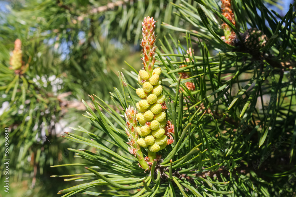 fresh young pine buds. Branches of Scots pine covered with yellow pollen, male gender. spring season. fresh young pine buds. Branches of Scots pine covered with yellow pollen, male gender. spring season.