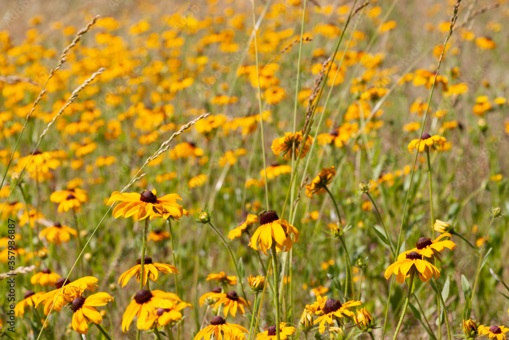 Fototapeta premium rudbeckia field