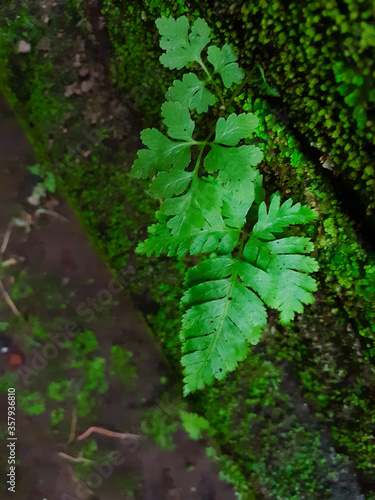 green moss on the tree