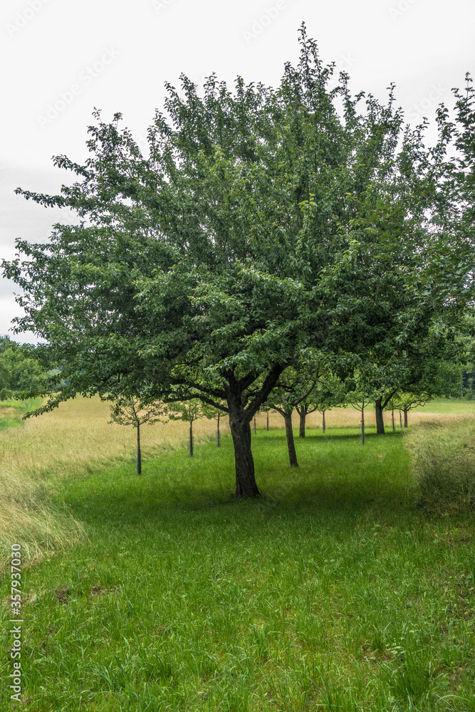 Baumgrundstück mit Obstbäumen im Frühjahr Baumgrundstück mit Obstbäumen im Frühjahr