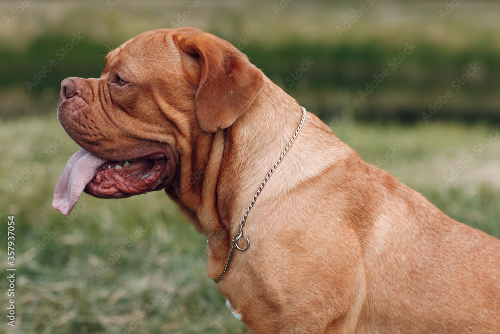 Portrait Dogue de Bordeaux. Dog mastiff pet.