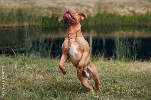 Jumping Dogue de Bordeaux. Dog mastiff pet.